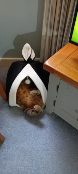 Flounders or Flouncers? The Excellent Cats continue their important debate