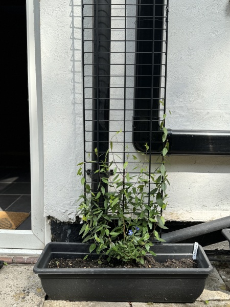 Evergreen climber to grow on fence with passion flower