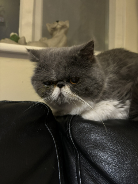 Magnificent Moustaches