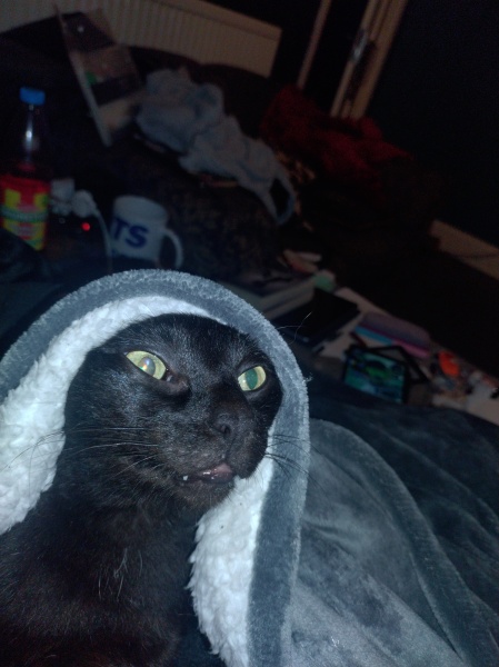 Trick or Cat Treat? The Excellent Cats do Halloween