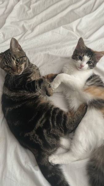 Board for owners of the most beautiful cats