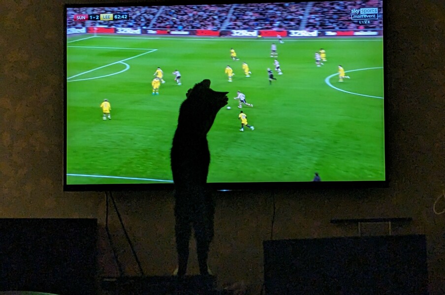 Black cat appreciation (pics please)