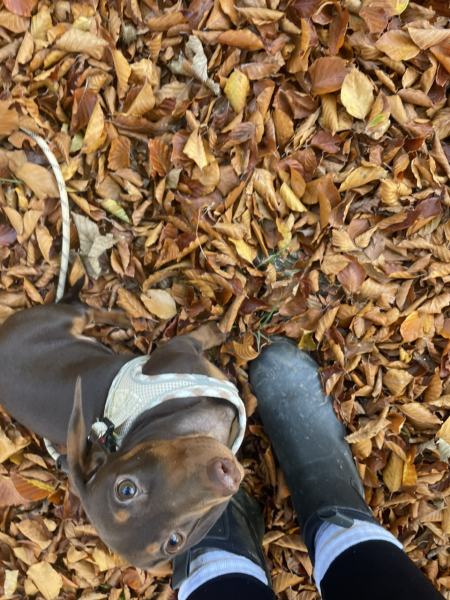 The Autumnal Christmas Chronicles Preamble - Thread 2 further ramblings