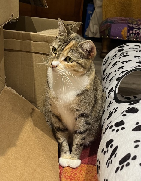 Flounders or Flouncers? The Excellent Cats continue their important debate