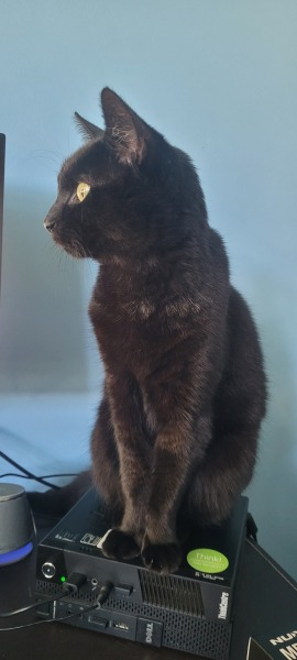 Black cat appreciation (pics please)