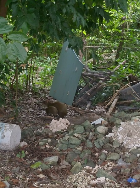 Trick or Cat Treat? The Excellent Cats do Halloween