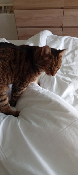 Flounders or Flouncers? The Excellent Cats continue their important debate