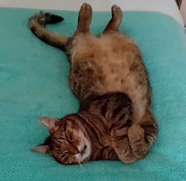 If you could have one actual conversation with your cat what would it be?