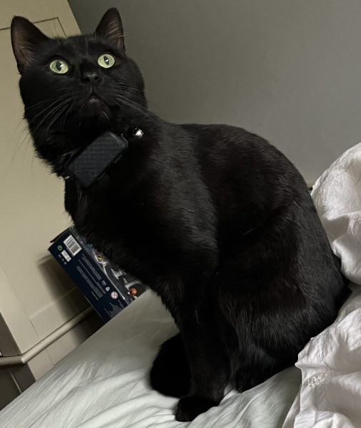 Black cat appreciation (pics please)