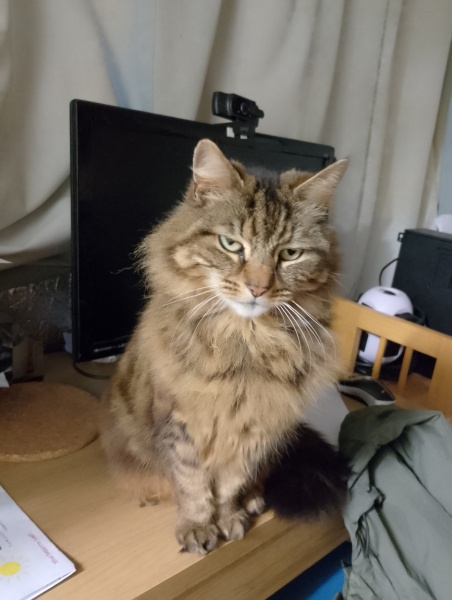 Board for owners of the most beautiful cats