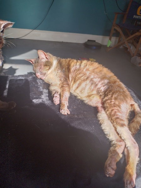 Flounders or Flouncers? The Excellent Cats continue their important debate