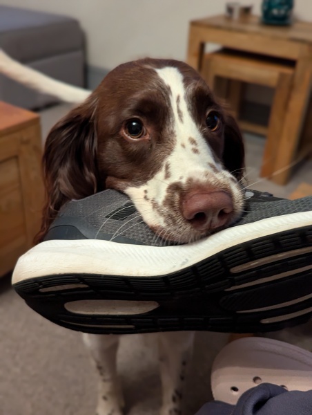 Do you regret getting your dog?