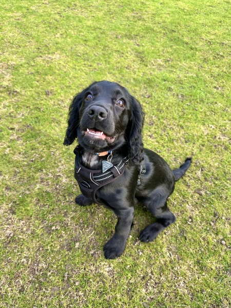 Puppy Survival Thread for New & Old Pups - Soon be Autumn 2024