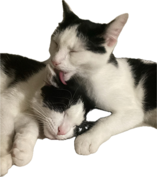 Board for owners of the most beautiful cats