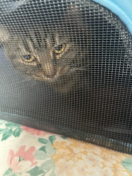 Flounders or Flouncers? The Excellent Cats continue their important debate