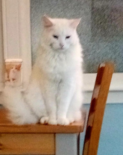 Trick or Cat Treat? The Excellent Cats do Halloween