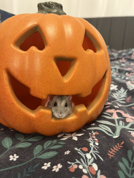 Pets for kids - am I'm missing something...