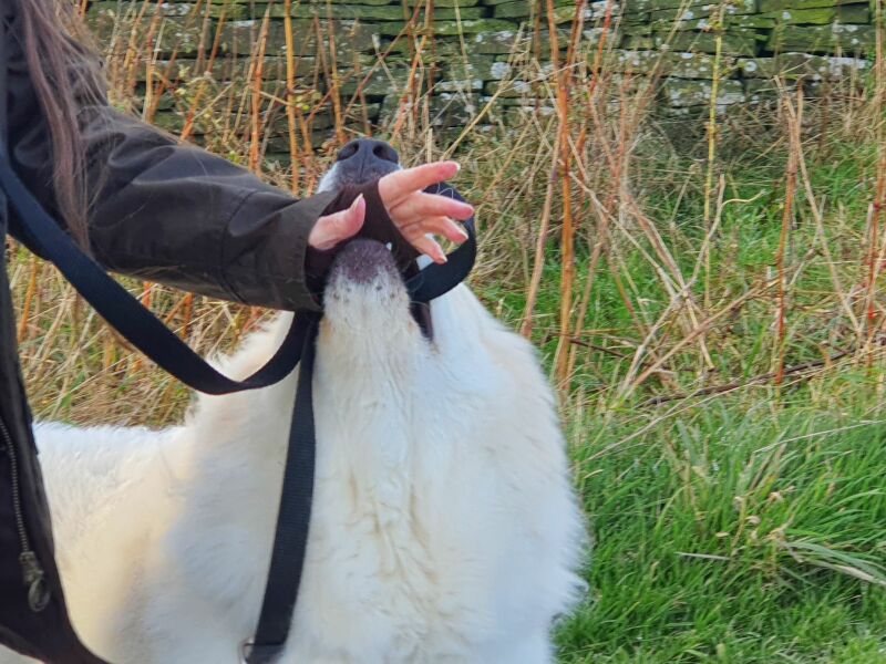 Adolescent Dog Survival...Sharing Tips & Tails