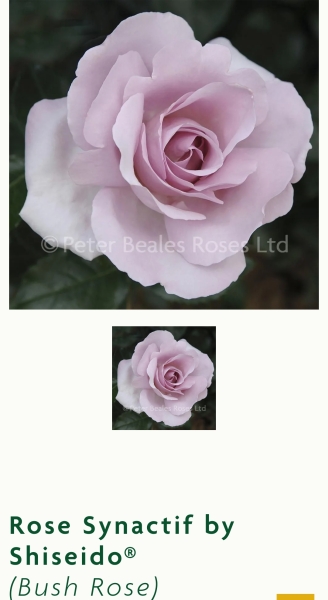 Which roses do you have?