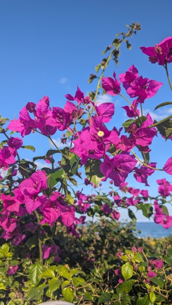 The Continuing Support Thread for Anyone Trying to Lead an Alcohol-Free Life Autumn 2024