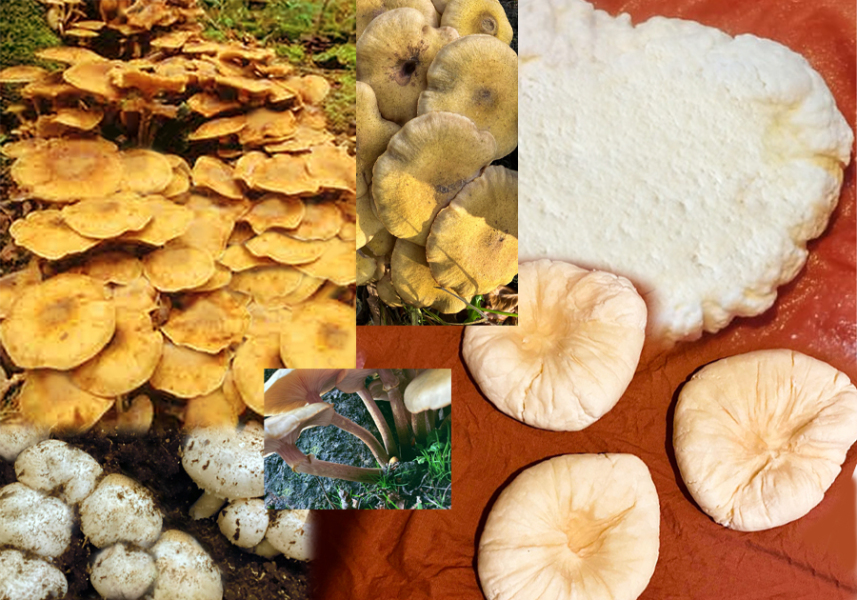 The Autumnal Christmas Chronicles Preamble - Thread 2 further ramblings