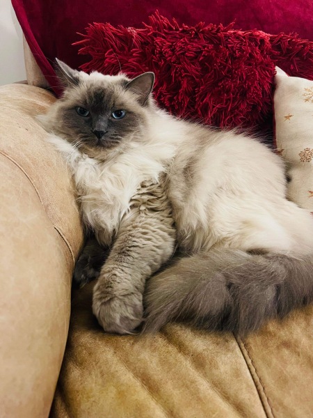 Board for owners of the most beautiful cats