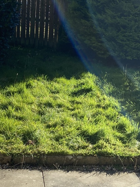 Stupid question - can I mow this grass or does it need strimmed first?