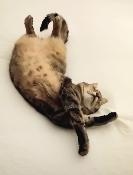 Flounders or Flouncers? The Excellent Cats continue their important debate