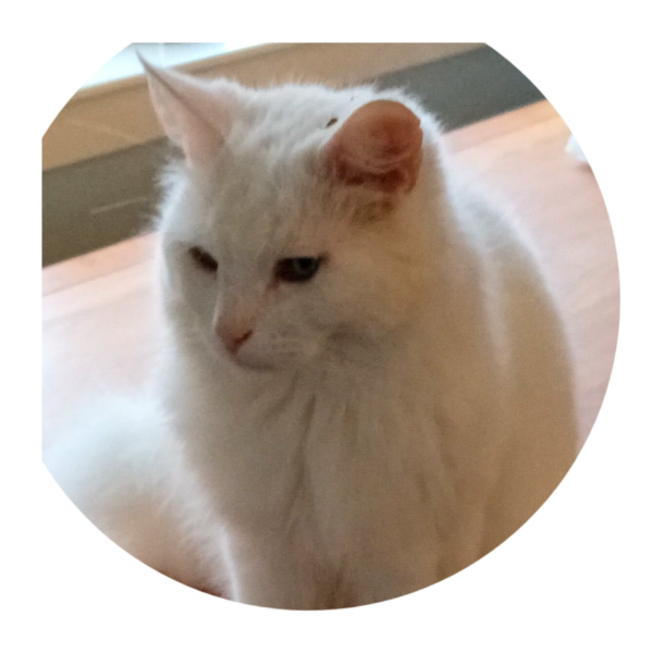 Flounders or Flouncers? The Excellent Cats continue their important debate