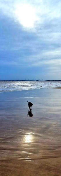 Adolescent Dog Survival...Sharing Tips & Tails