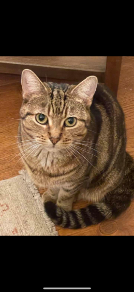 Board for owners of the most beautiful cats