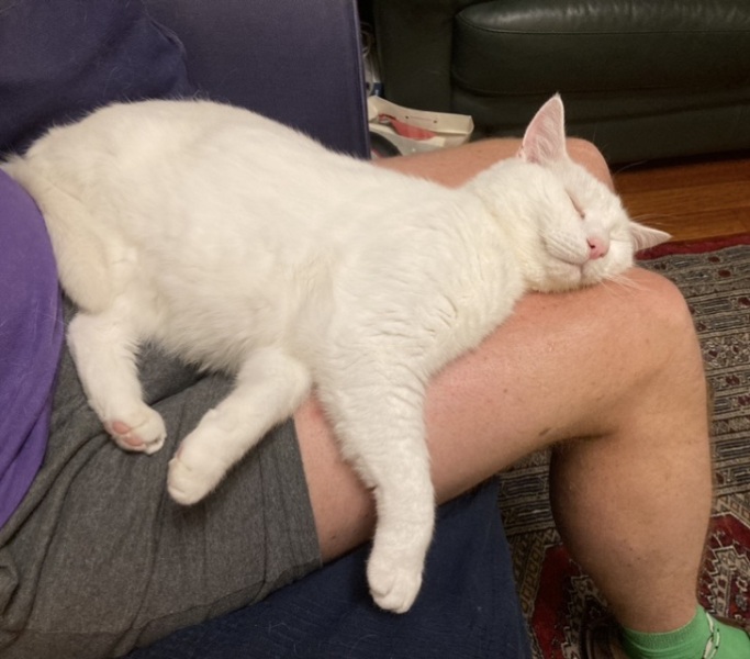 Keep cat in at night?