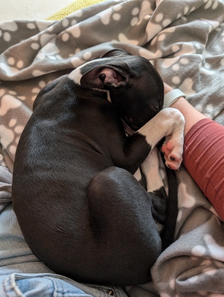 Whippet Puppy Advice?