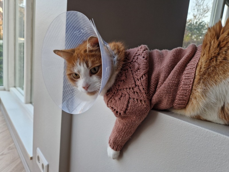 Flounders or Flouncers? The Excellent Cats continue their important debate