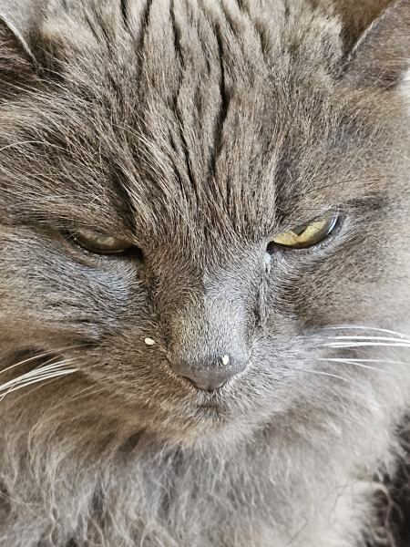 Trick or Cat Treat? The Excellent Cats do Halloween