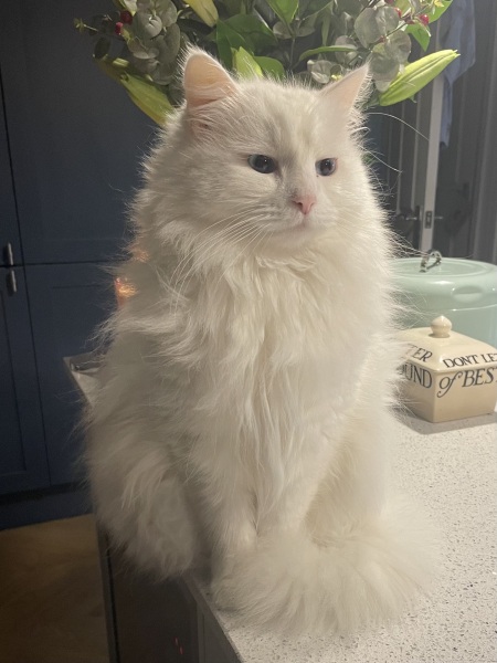 Board for owners of the most beautiful cats