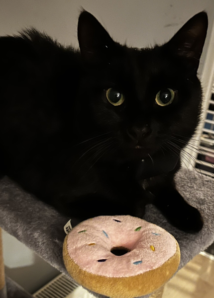 Board for owners of the most beautiful cats