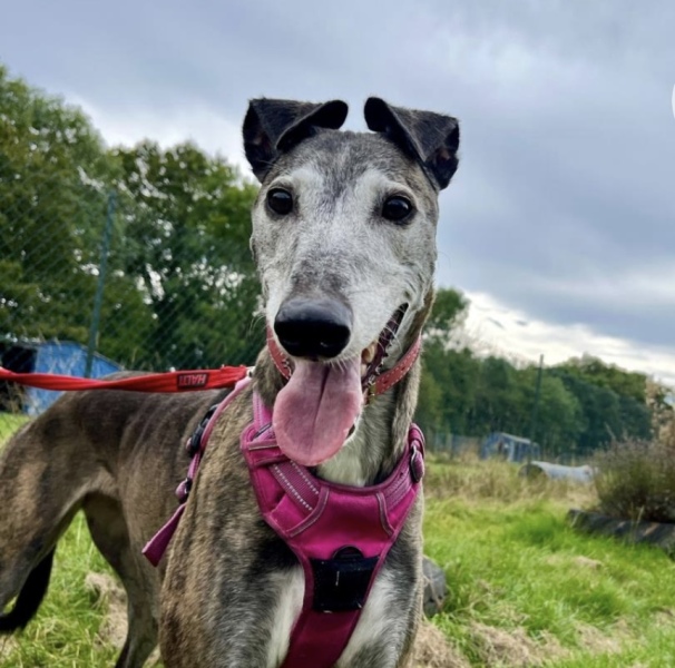 To rehome an older greyhound?