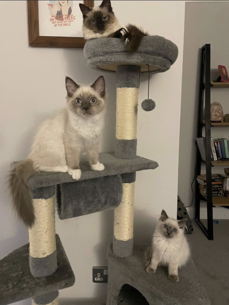 Board for owners of the most beautiful cats