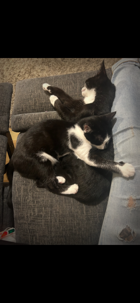 Flounders or Flouncers? The Excellent Cats continue their important debate