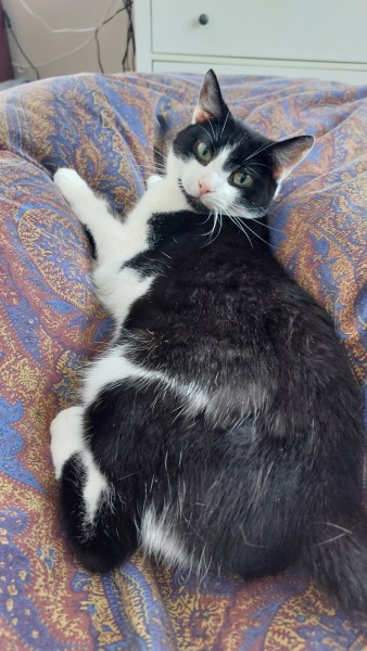 Board for owners of the most beautiful cats