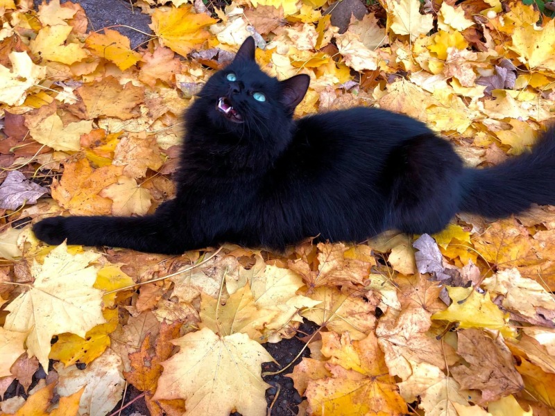 Black cat appreciation (pics please)
