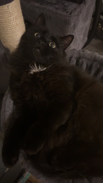 Black cat appreciation (pics please)