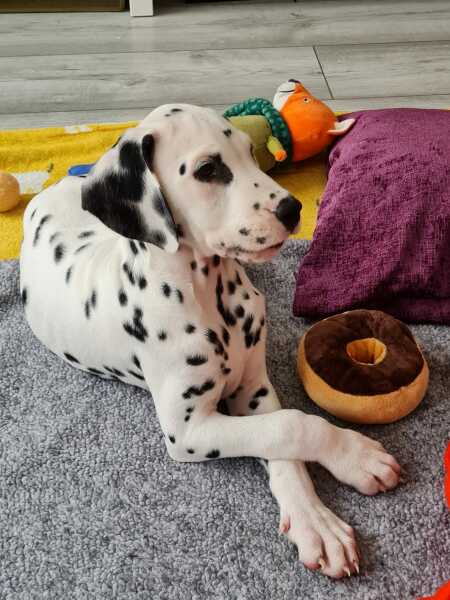 Puppy Survival Thread for New & Old Pups - Soon be Autumn 2024