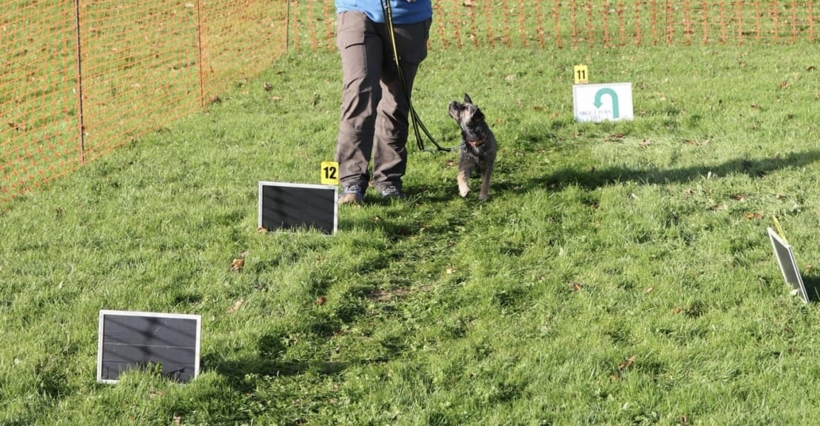 Struggling to Train Dog