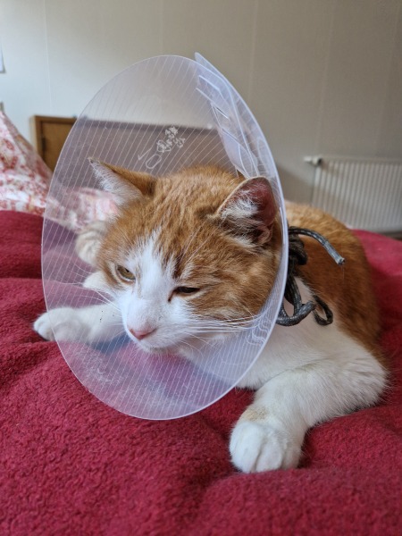 Flounders or Flouncers? The Excellent Cats continue their important debate