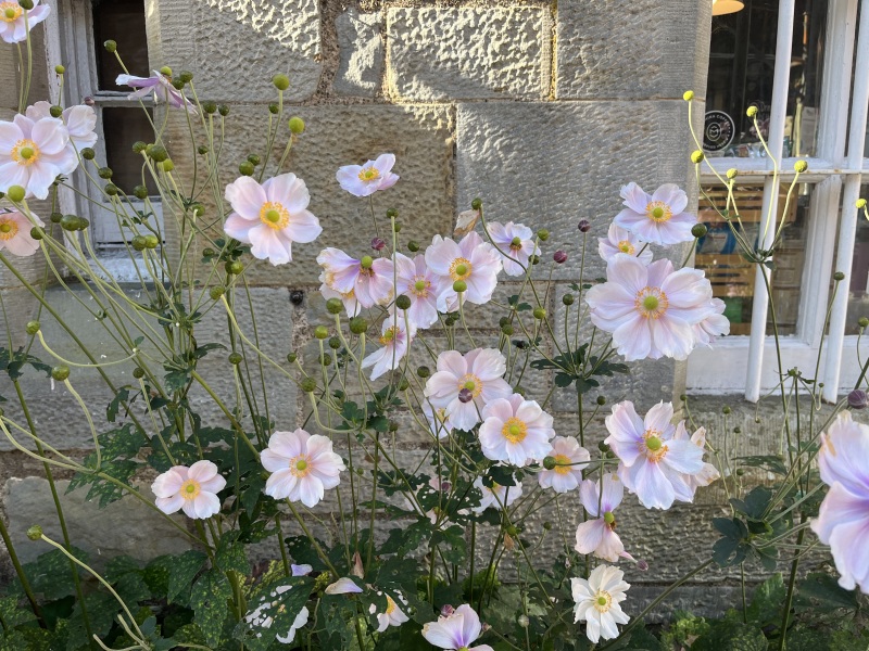 Japanese anemone
