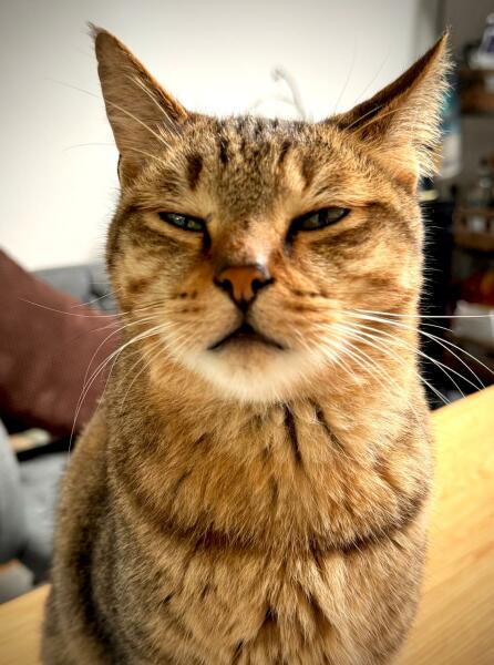 Flounders or Flouncers? The Excellent Cats continue their important debate