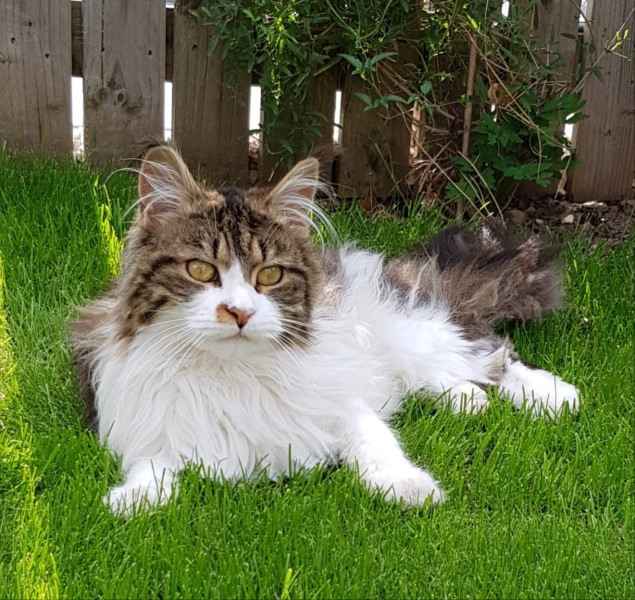 Board for owners of the most beautiful cats