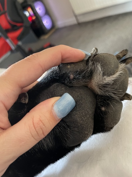 Dogs paw